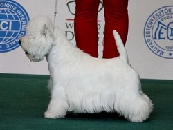 Sugar Star FCI, Hodowla West Highland White Terrier, West Highland White Terriery